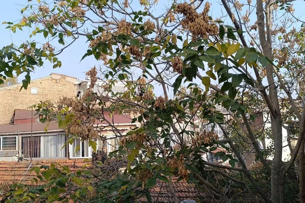 Image 6 of gunes hause